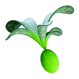 Cherimoya Rotsac