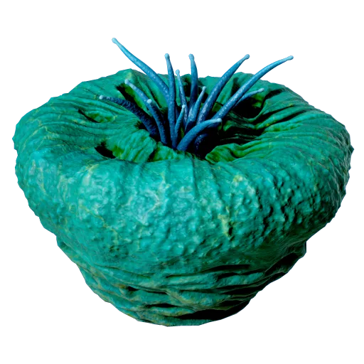 Donut of Worms